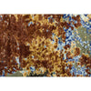 BROOKHAVEN SK195 BROWN / MULTI