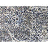 CANVAS ART ID503 NATURAL / WHITE