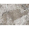 CANVAS ART K1039 MULTI / BEIGE