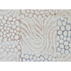 HIMALAYAN ART 2000 T2412 WHITE / GREY