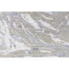 HIMALAYAN ART WINDSOM 126BC SILVER / GREY